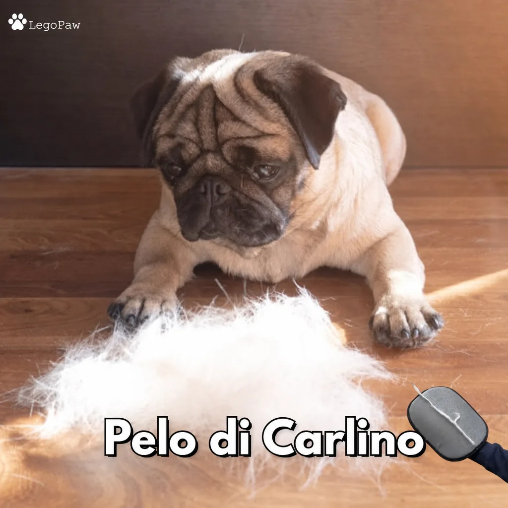 Pelo di Carlino